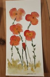 coquelicots